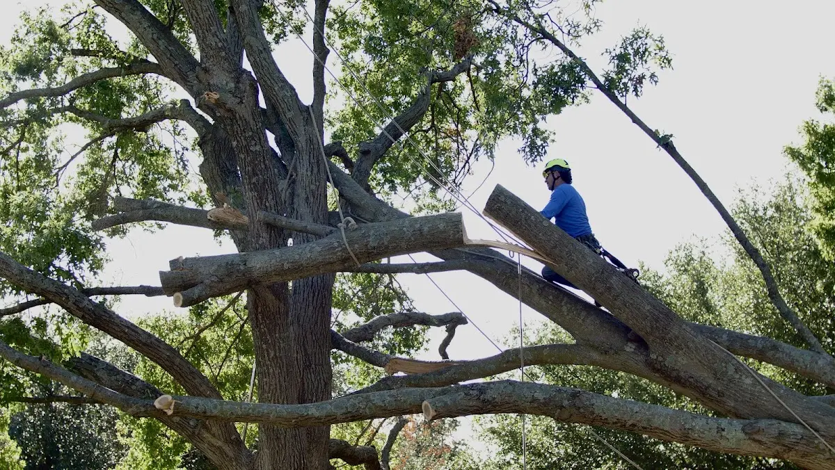 Professional Crown Thinning performed by certified arborists in Rogers