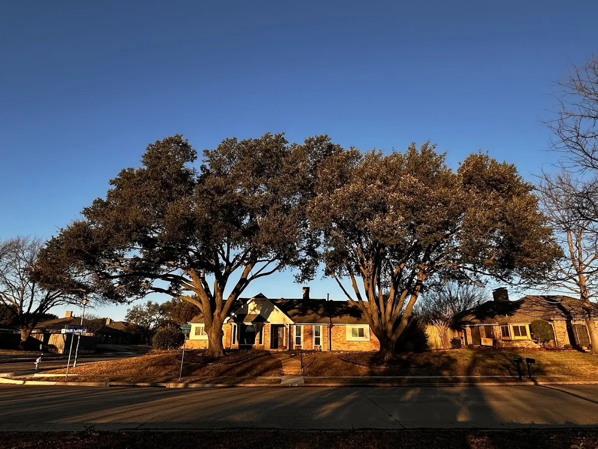Established residential canopy tree shading a home in Rogers